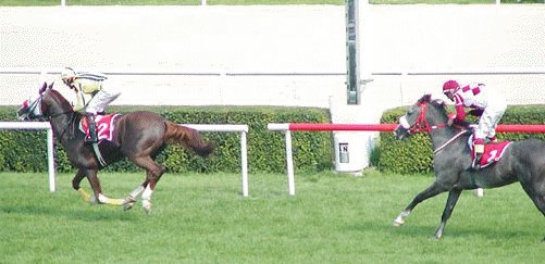 Buyu winning the Tarzan Stakes at the race meeting - photograph by Phil Crabill.